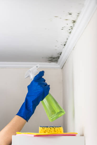 Best Home Mold Removal  in Saybrook Manor, CT